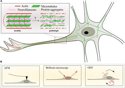 Axonal Transport, Phase-Separated Compartments, and Neuron Mechanics - A New Approach to Investigate Neurodegenerative Diseases